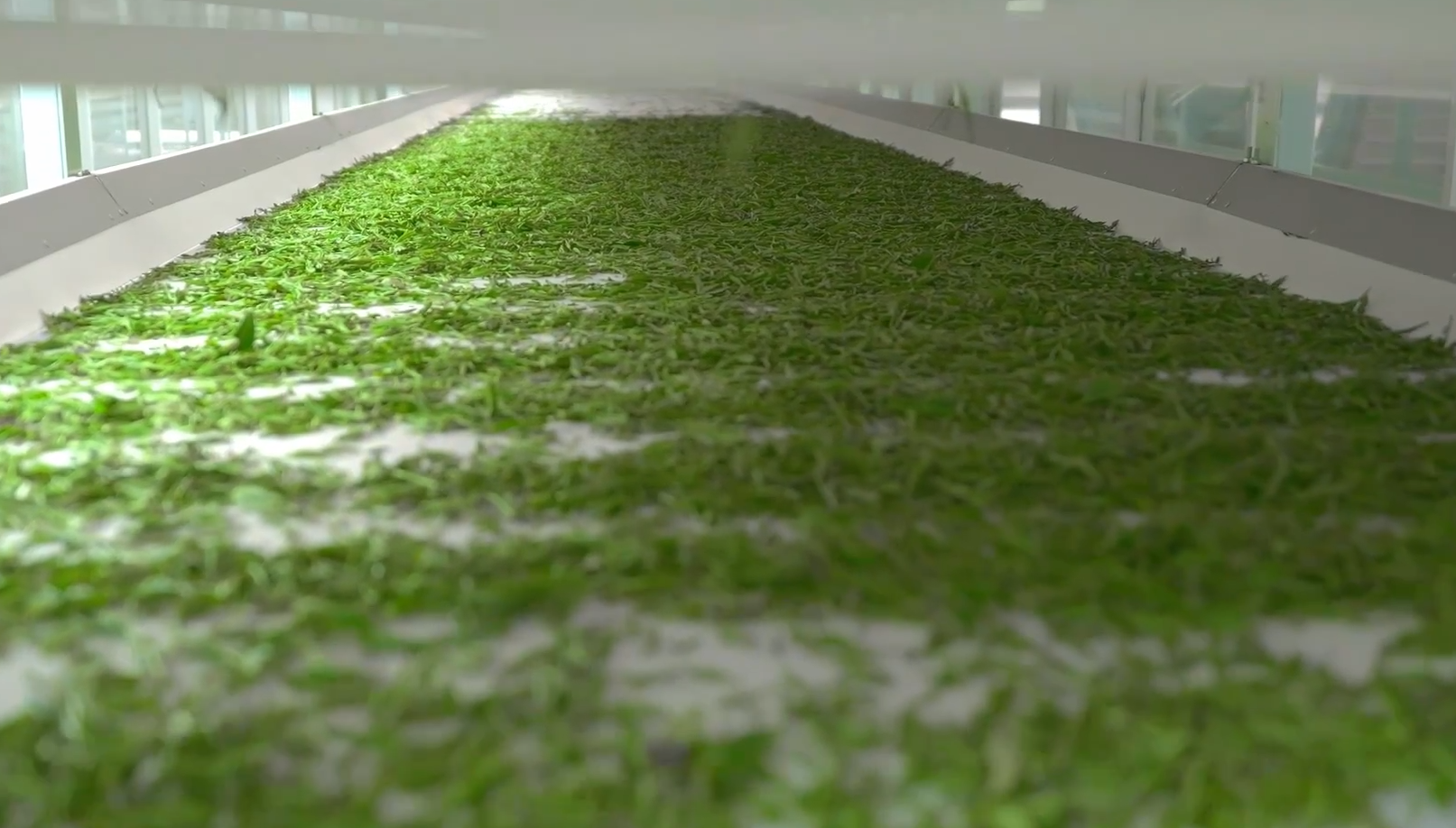 Упаковка китайского чая под брендом