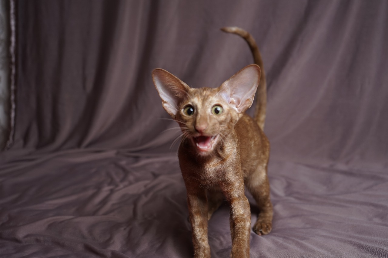 Мошенники на рынке котят — как распознать за 30 секунд