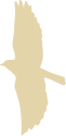 Птица
