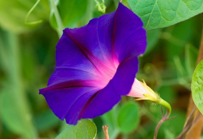 Ипомея пурпурная (Ipomoea purpurea)