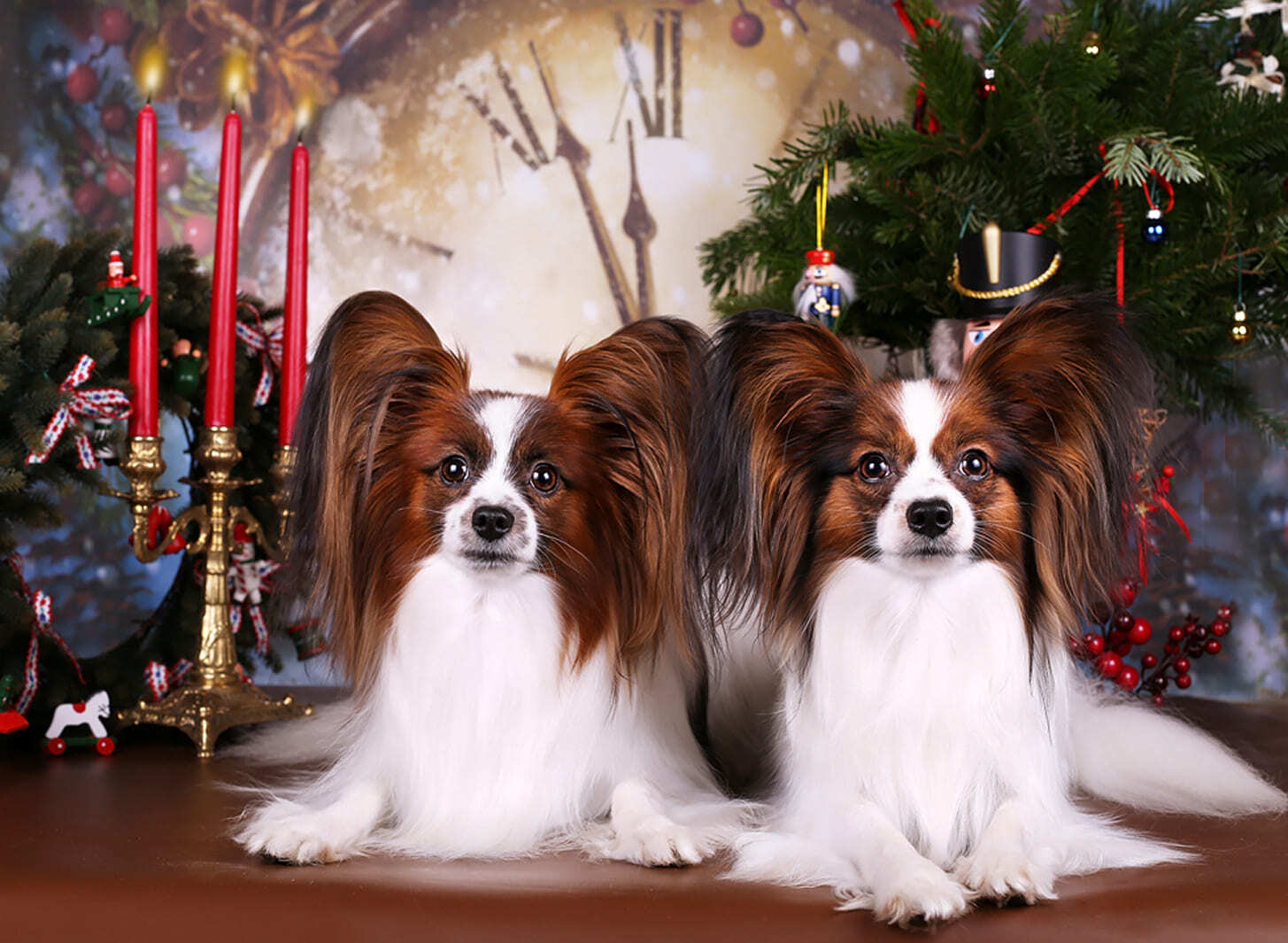 два папийона в новогодних декорациях