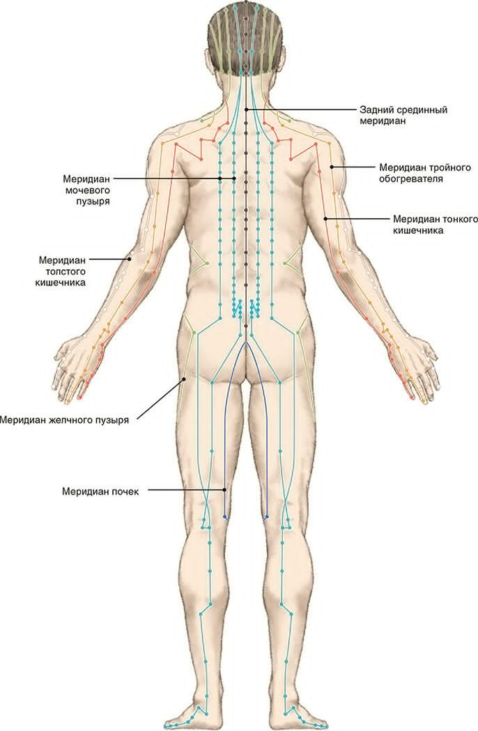 Меридиан Мочевого пузыря в практике массажиста - Школа мастеров массажа