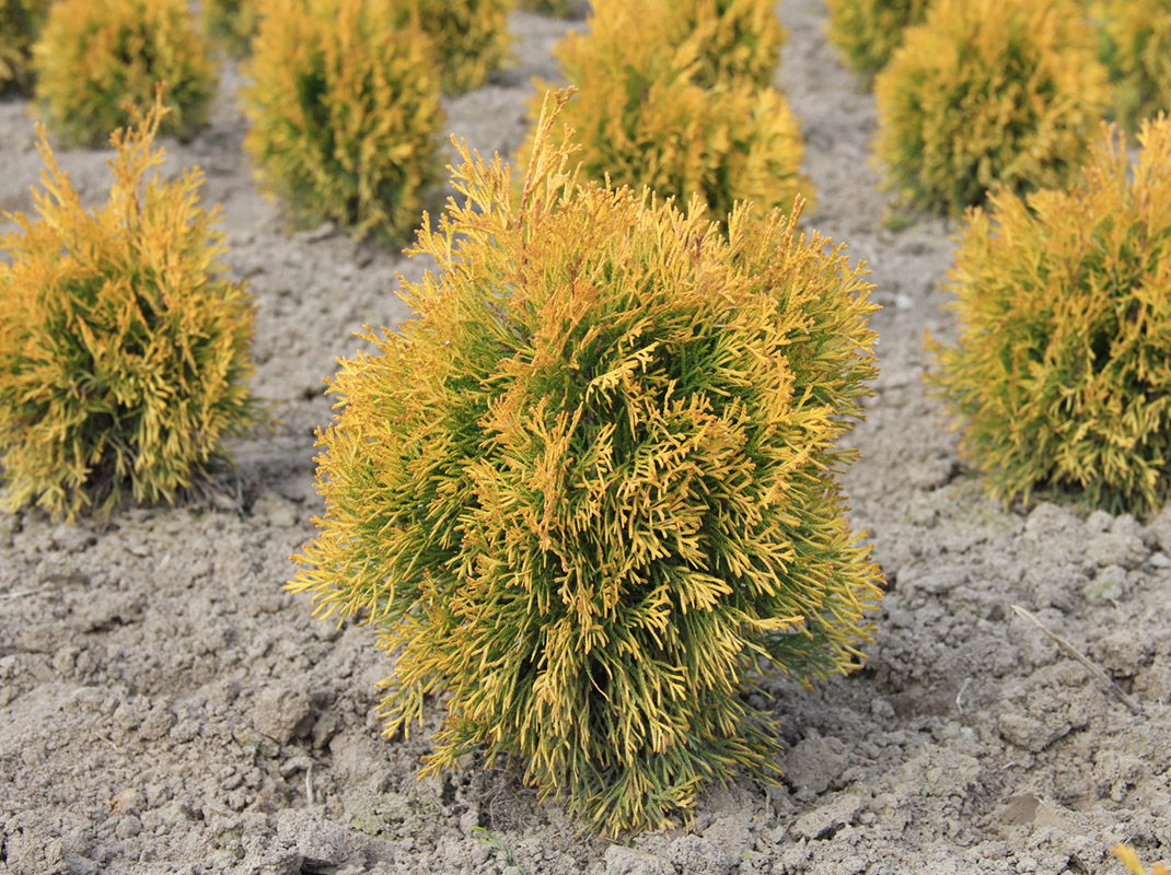 Thuja occidentalis golden. Туя Западная Голден Анне. Туя Западная Голден Энн. Туя Западная "Голден Энни". Туя Западная (Thuja occidentalis Golden анн.