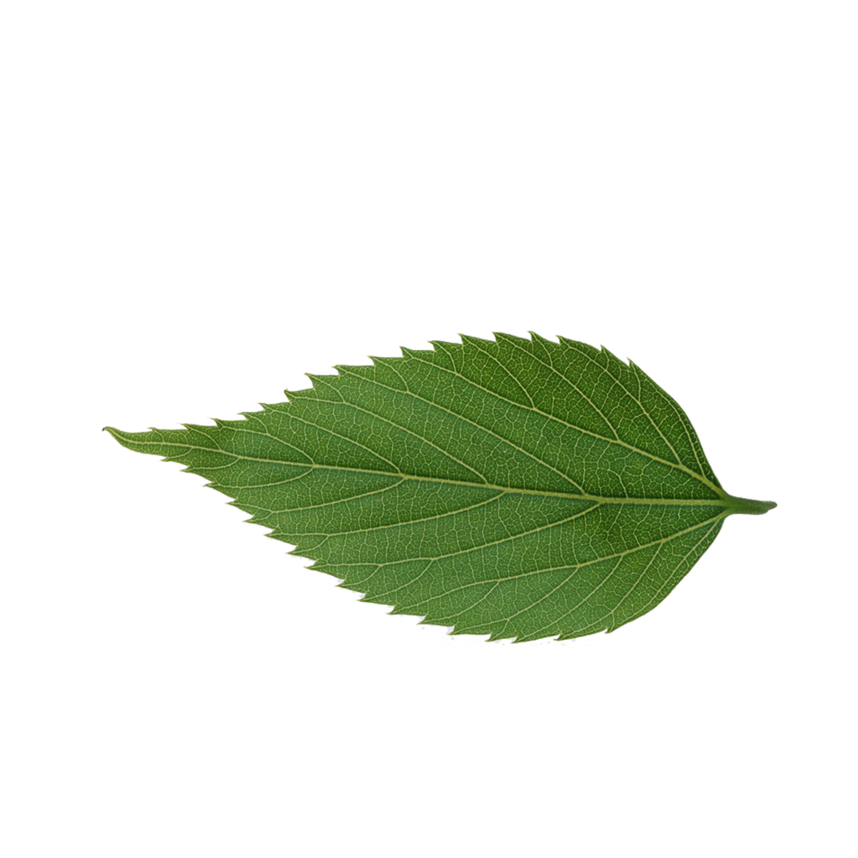 Leaf m
