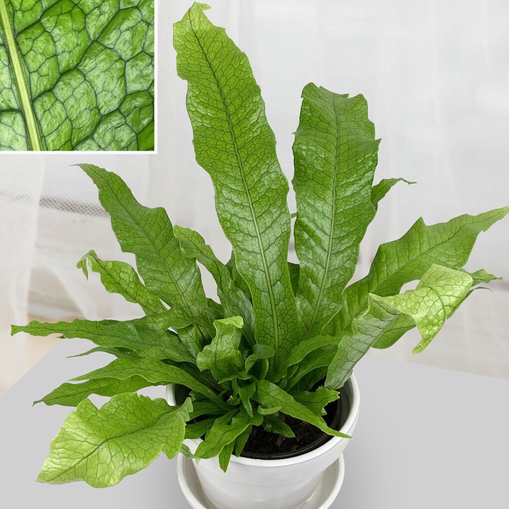 Green indoor plant in pot