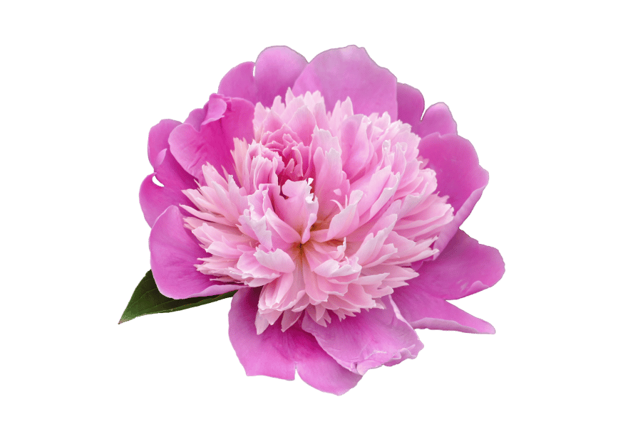 peony