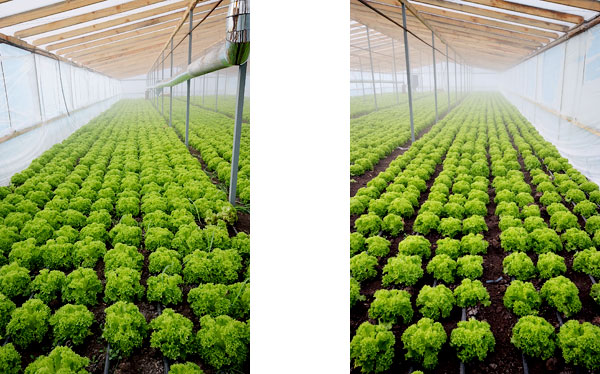 Технология выращивания салата в теплице
