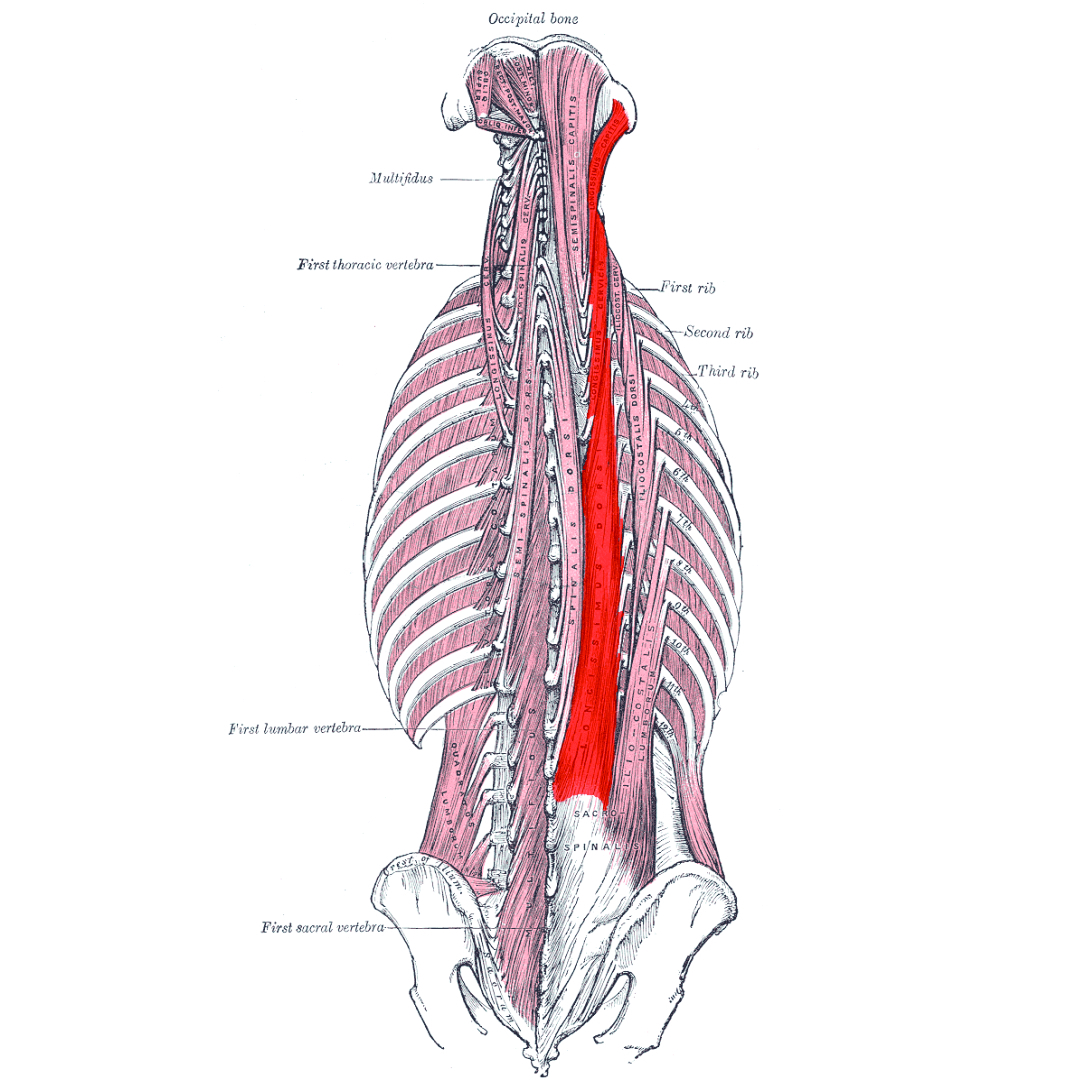 Muscle deep. M Erector Spinae анатомия. Erector Spinae longissimus. Erector Spinae мышца. Поперечно остистая мышца.