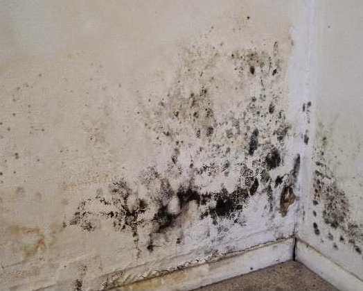 на стенах появляется грибок и образует вредные бактерии вредящие здоровье человека проживающего в здании с данным образованием 