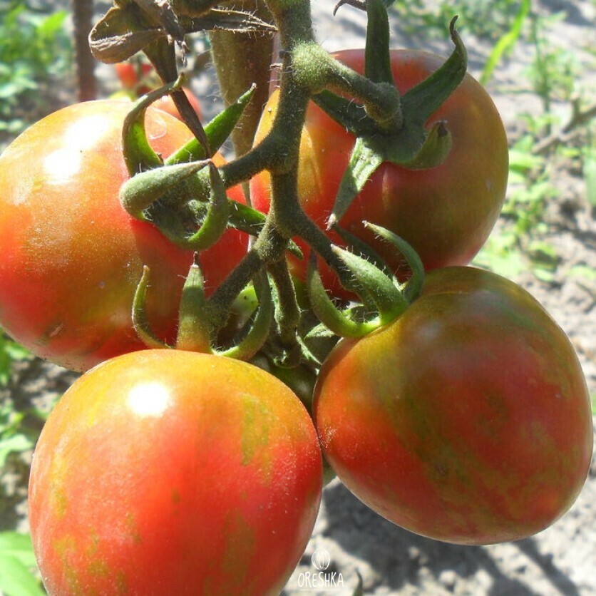 Seeds of Tomato Gem (solanum lycopersicum) — 10 pcs