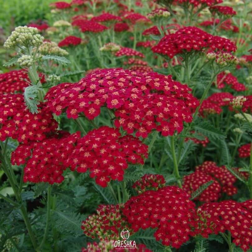 Seeds of Red Velvet Yarrow (Achillea millefolium Red Velvet) — 100 pcs