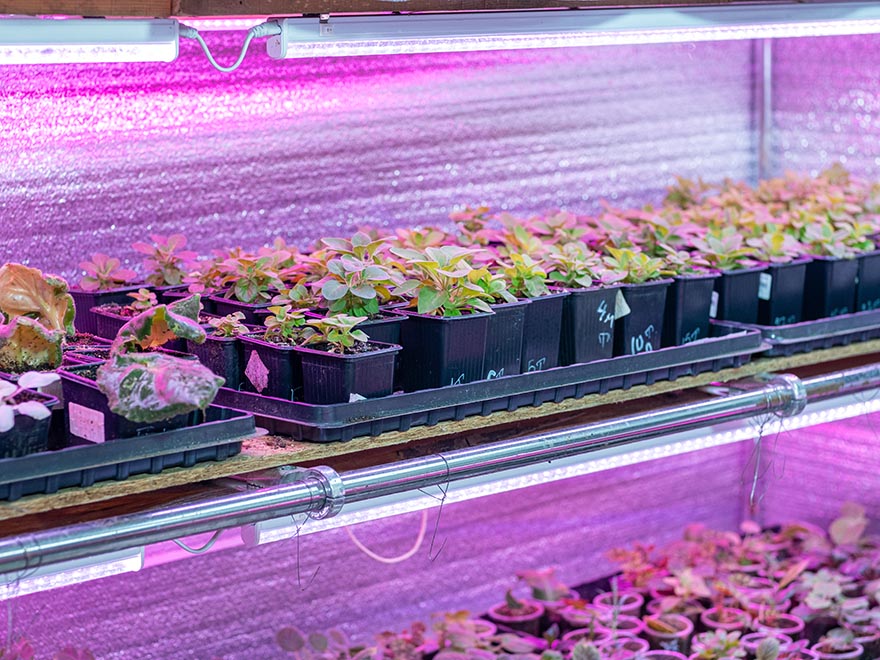 Indoor grow lights illuminating rows of seedlings in black pots, supporting consistent light for healthy growth and preventing leggy development.