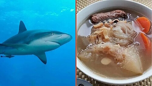 Супы из мяса и хрящей некоторых видов съедобных акул не только полезны, но еще и вкусны