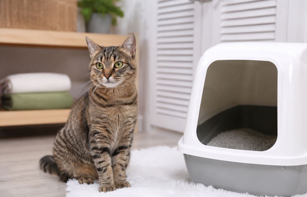 кошка не ходит в лоток