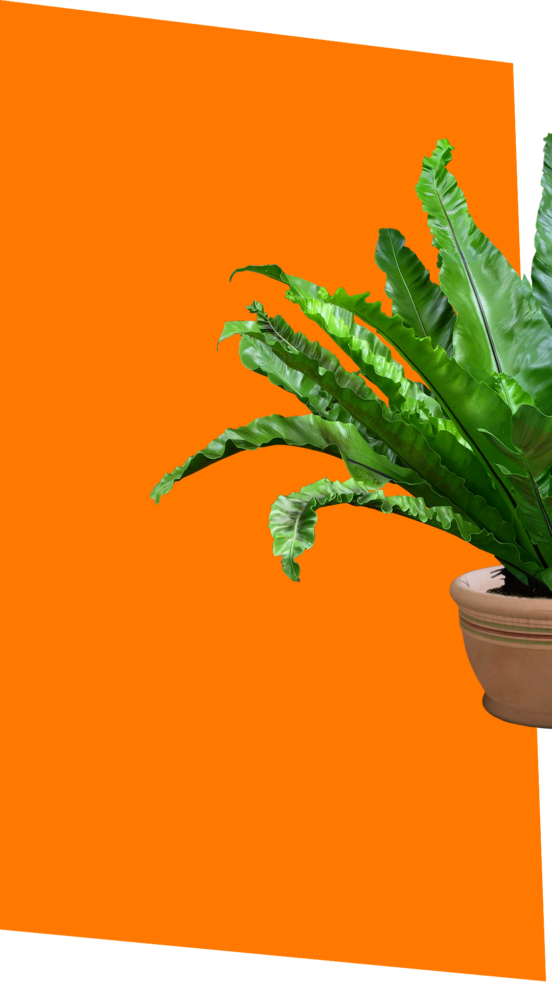 ЗЕЛЕНСТРОЙ Новокузнецк. Официальный сайт