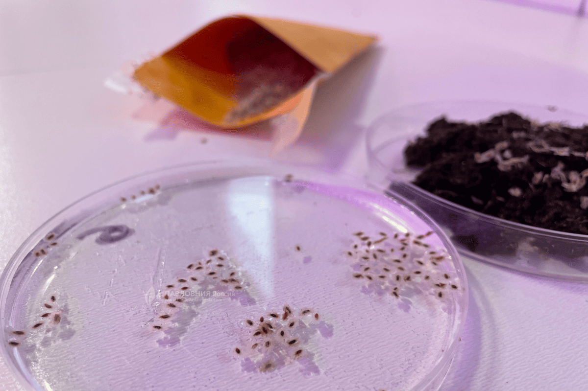 Семена Павловнии в питательной среде на этапе стратификации: процесс проращивания в питомнике