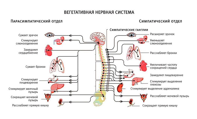 Вегетативная нервная система рисунок с подписями