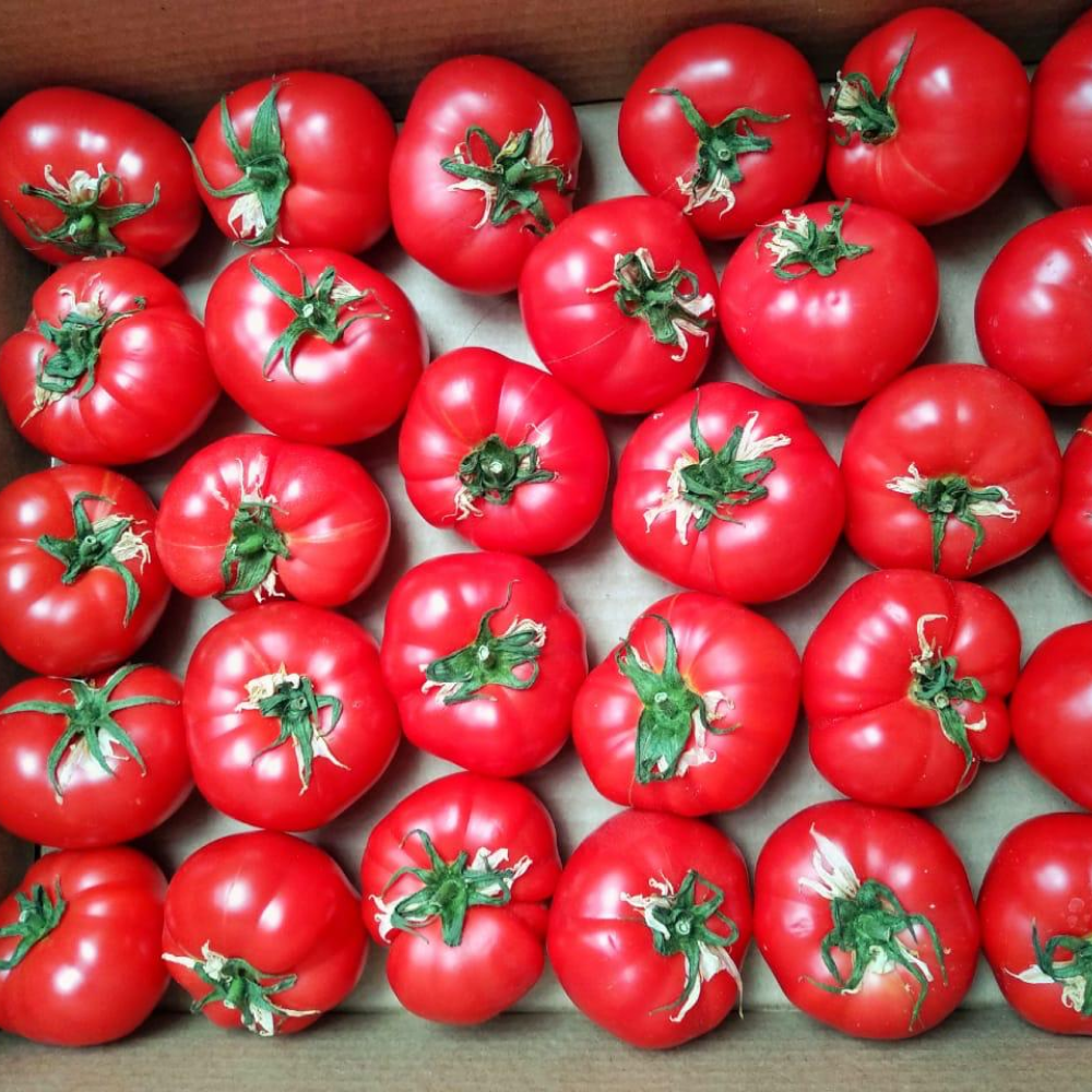 Как отличить помидоры. Томат Узбекистан, вес. Узбекские помидоры сорта. Помидоры узбекские сладкие. Розовые узбекские помидоры.