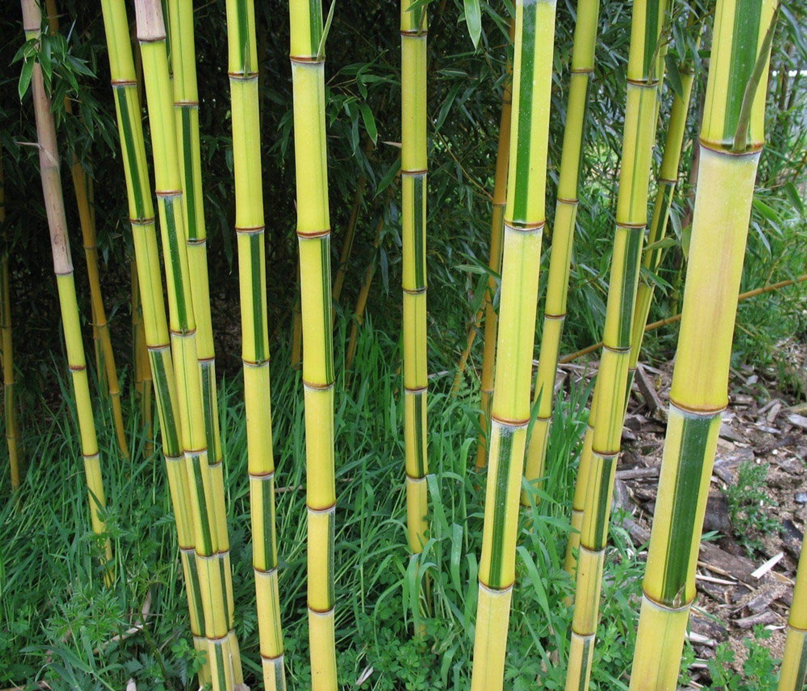 Золотой бамбук Phyllostachys aureosulcata 'Aureocaulis'