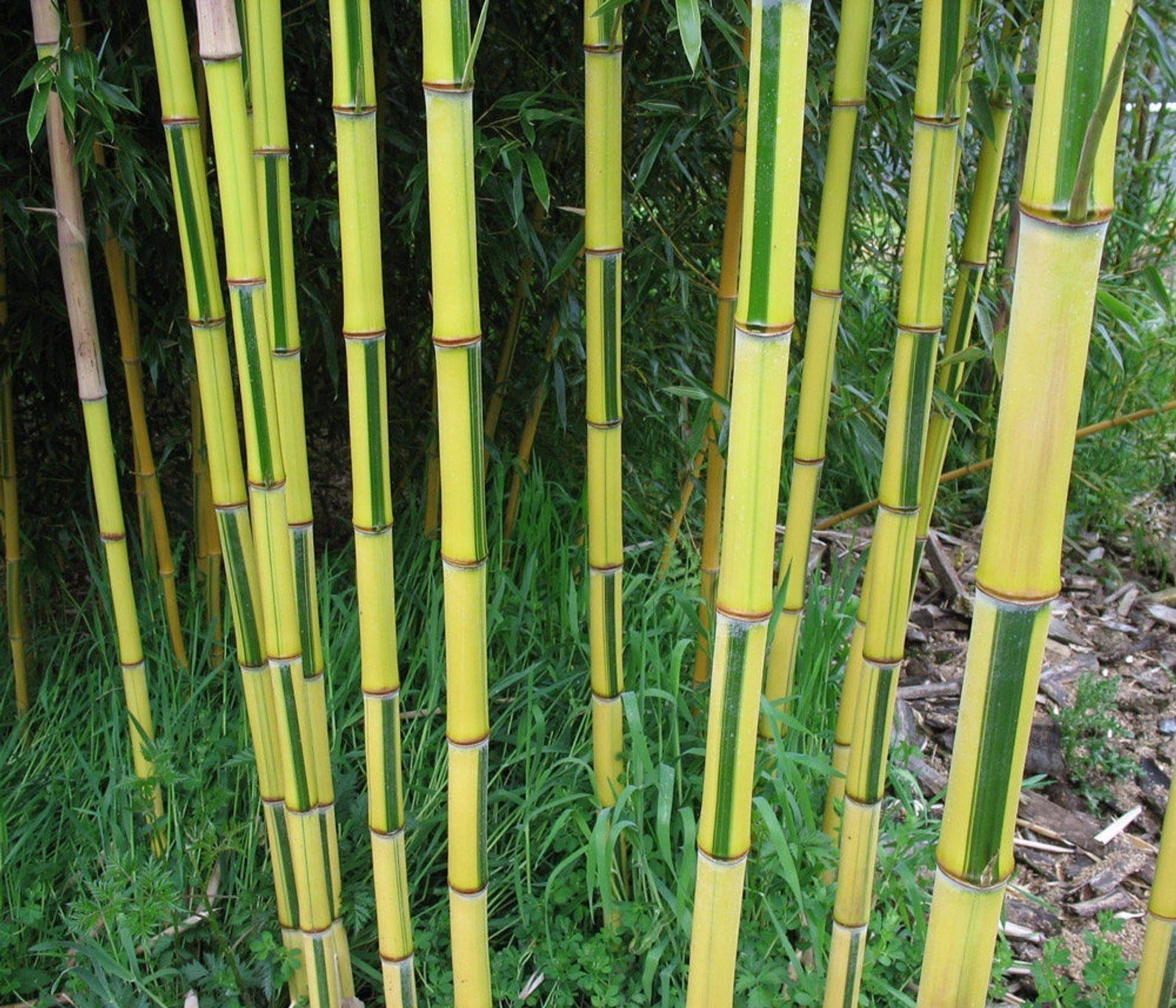 Бамбук какая форма. Бамбук Phyllostachys aureosulcata ‘spectabilis‘. Phyllostachys Aurea бамбук. Золотой бамбук Phyllostachys aureosulcata 'Aureocaulis'. Bamboo Phyllostachys aureosulcata.