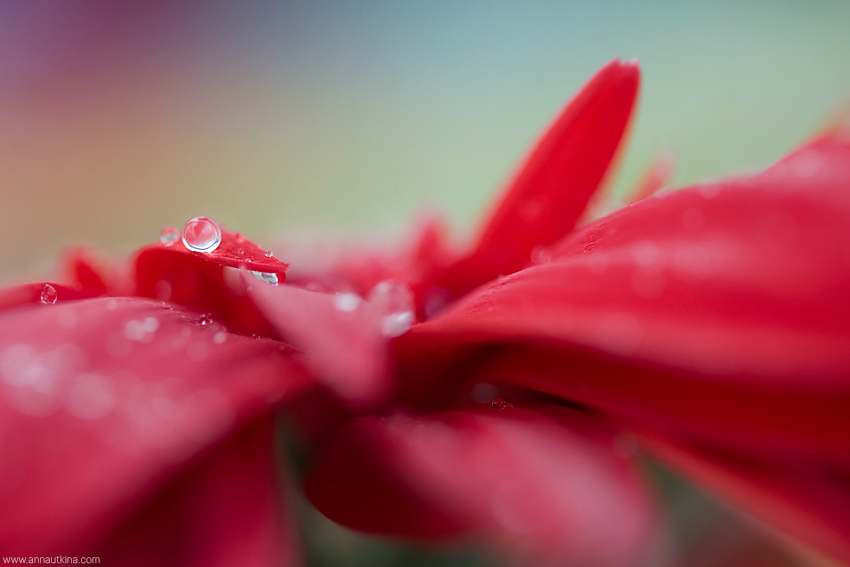 macro, macro flower, macro art, anna utkina, photography, macrophotograpy, floral art, макро, макрофотография, анна уткина