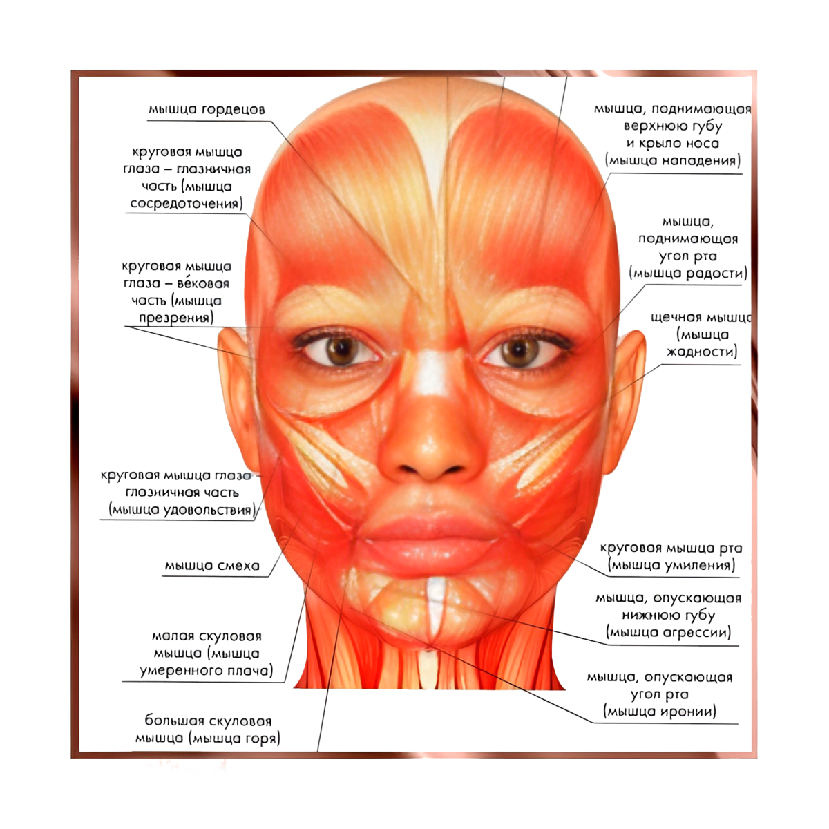 ���������� ������ �������� 20�� ����������: ����.