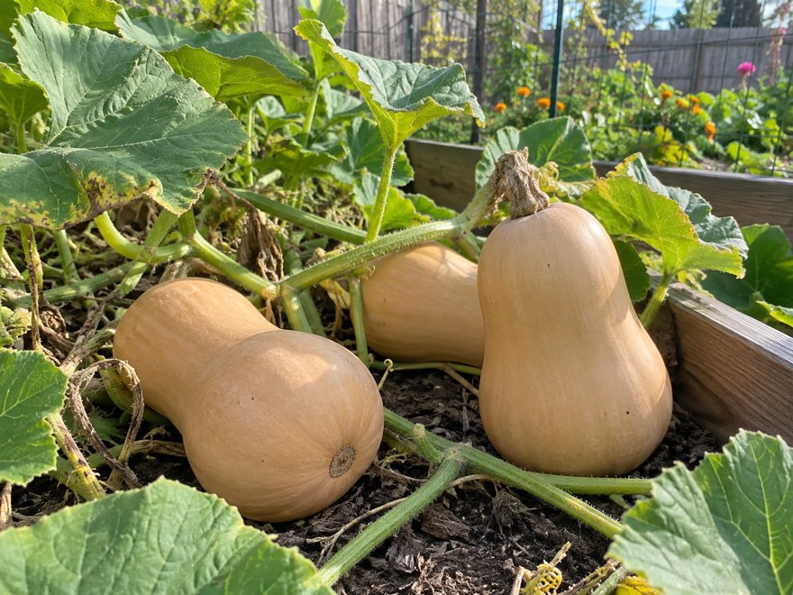 When to harvest butternut squash, ripe deep-tan fruit on the vine