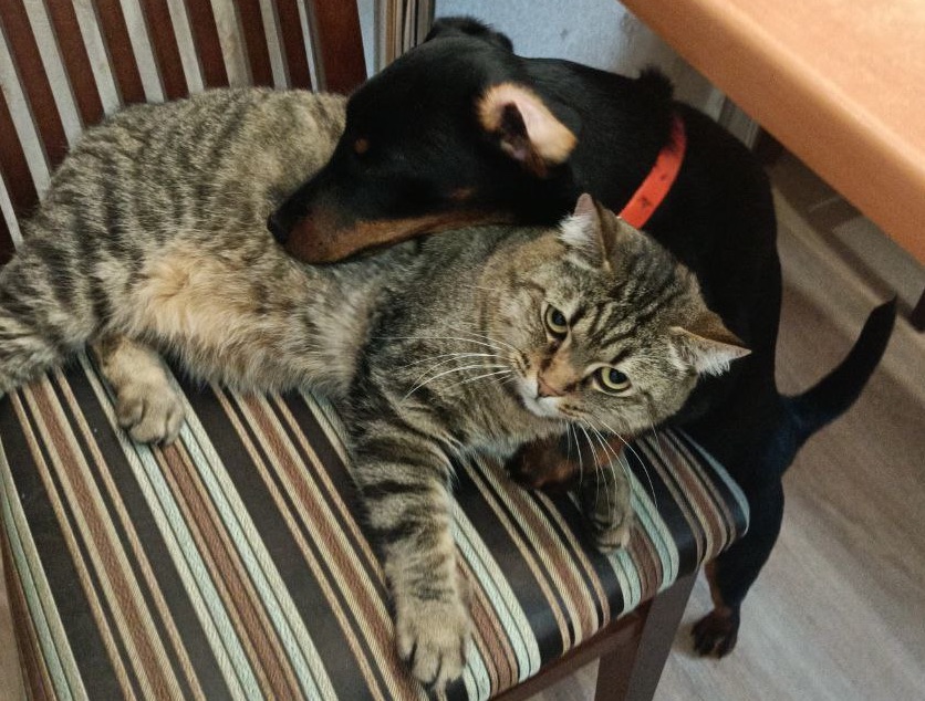 Хорошо когда есть кот-друг