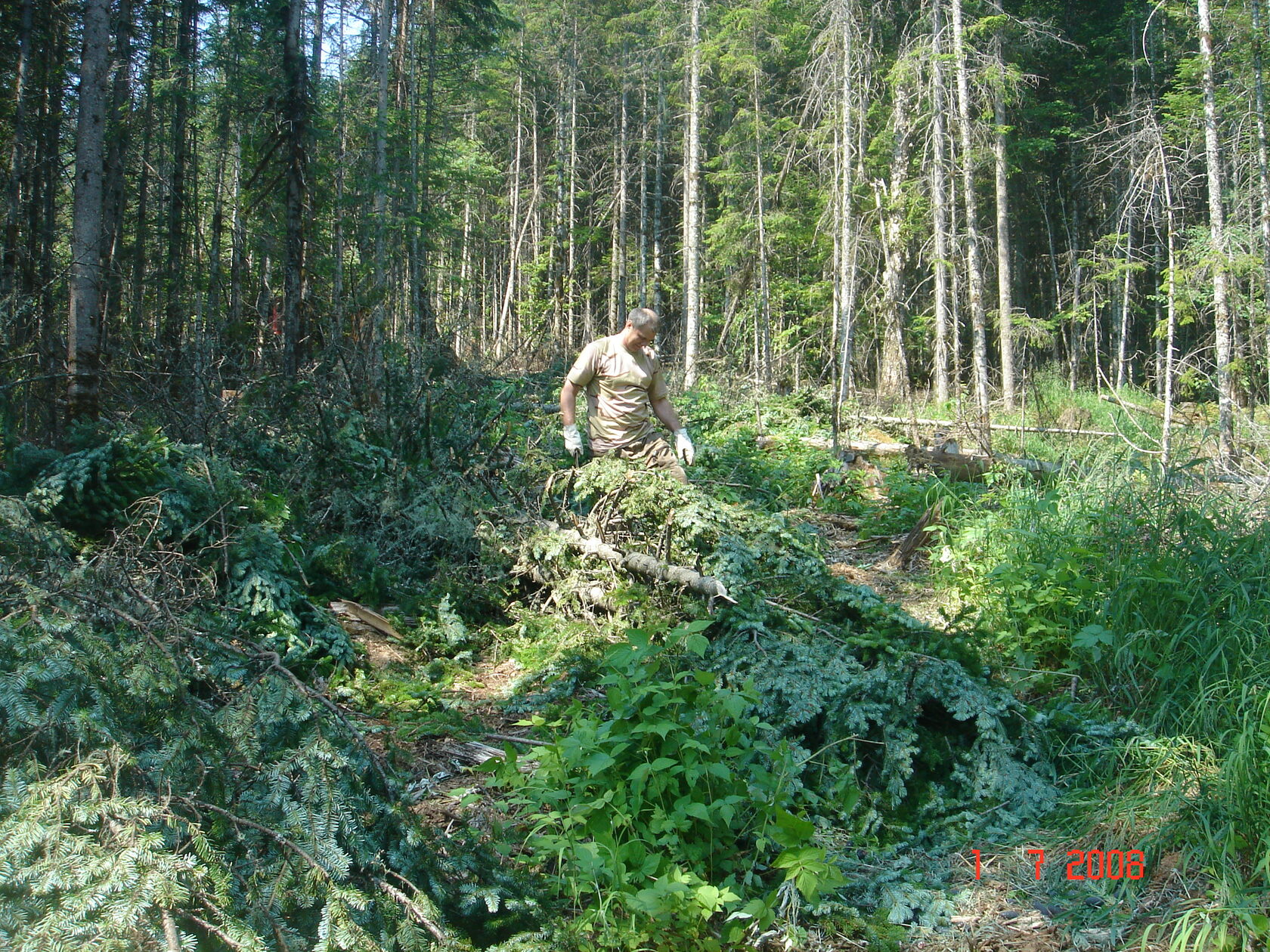 Производство пихтового масла с фото и видео - Фитонцид