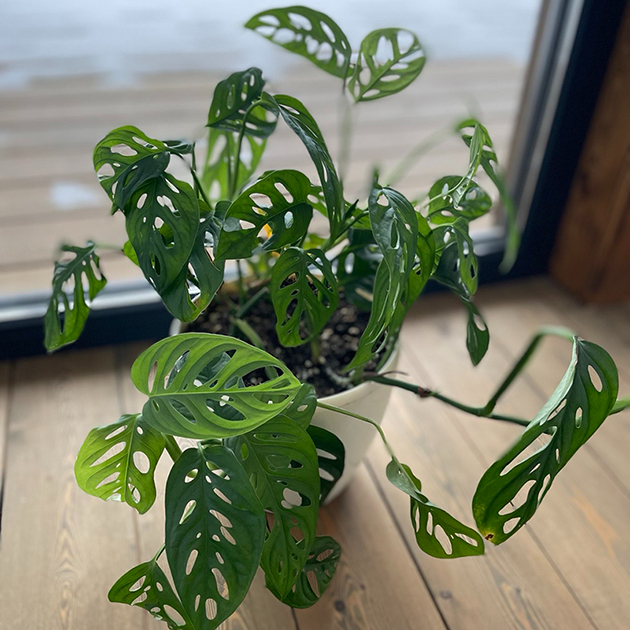 Монстера Обликва 'МАНКИ ЛИФ'