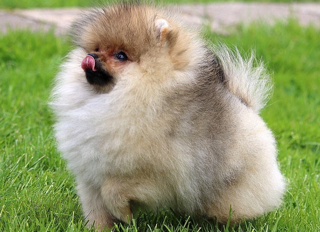 Pomeranian puppies in Miami for sale.