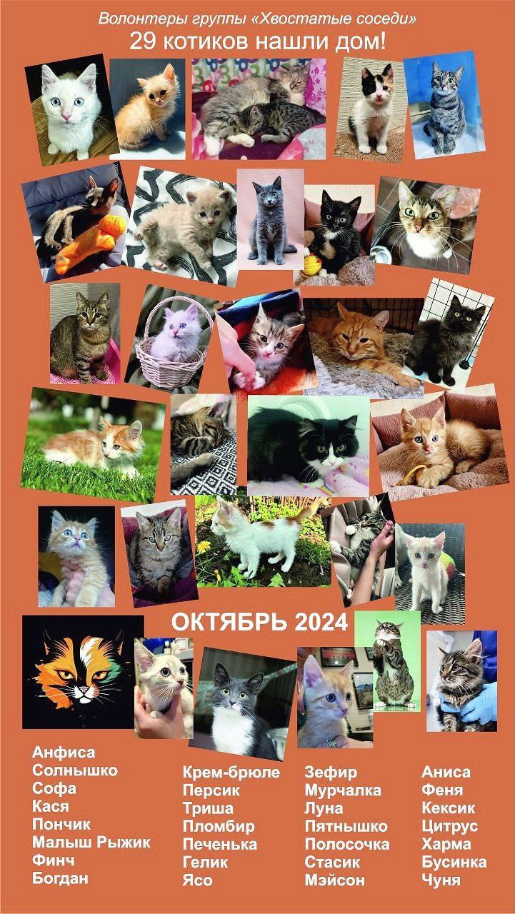 Отчёт ХС о пристроенных животных в октябре