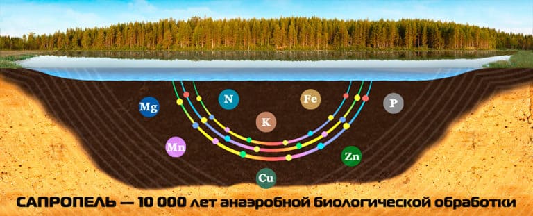 Состав ила