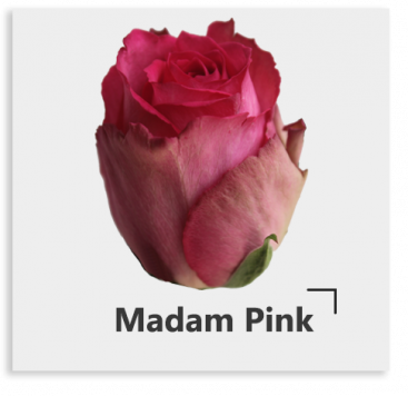 Ярко-розовая роза Madam Pink