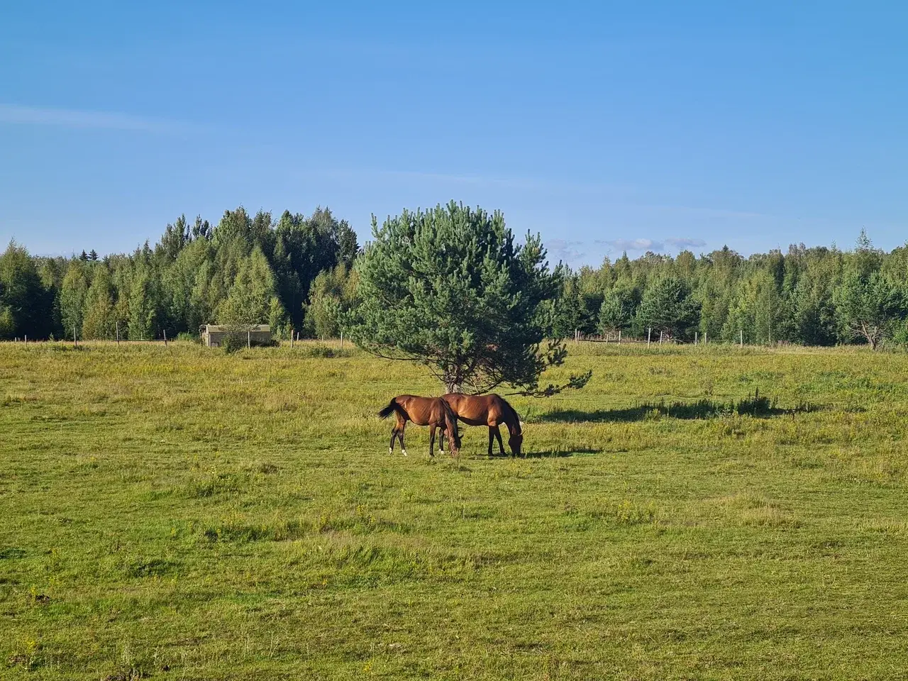 Прогулка на лошадях
