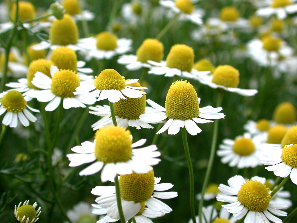 Chamomilla recutita matricaria extract. 10. Ромашка голубая (matricaria chamomilla). Лекарственные растения ромашка лекарственная. Chamomilla recutita matricaria extract.