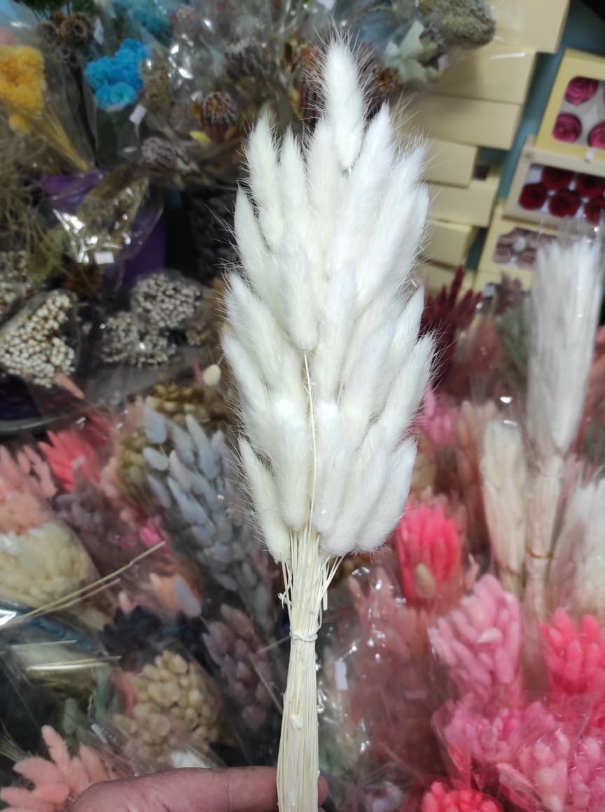 лагурус белый