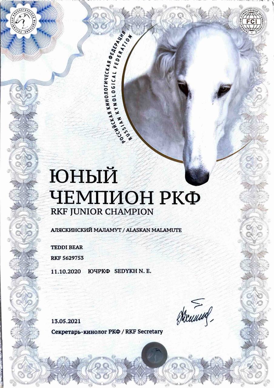 RKF Junior Champion — alaskan malamute Teddi Bear from Nord Imperial