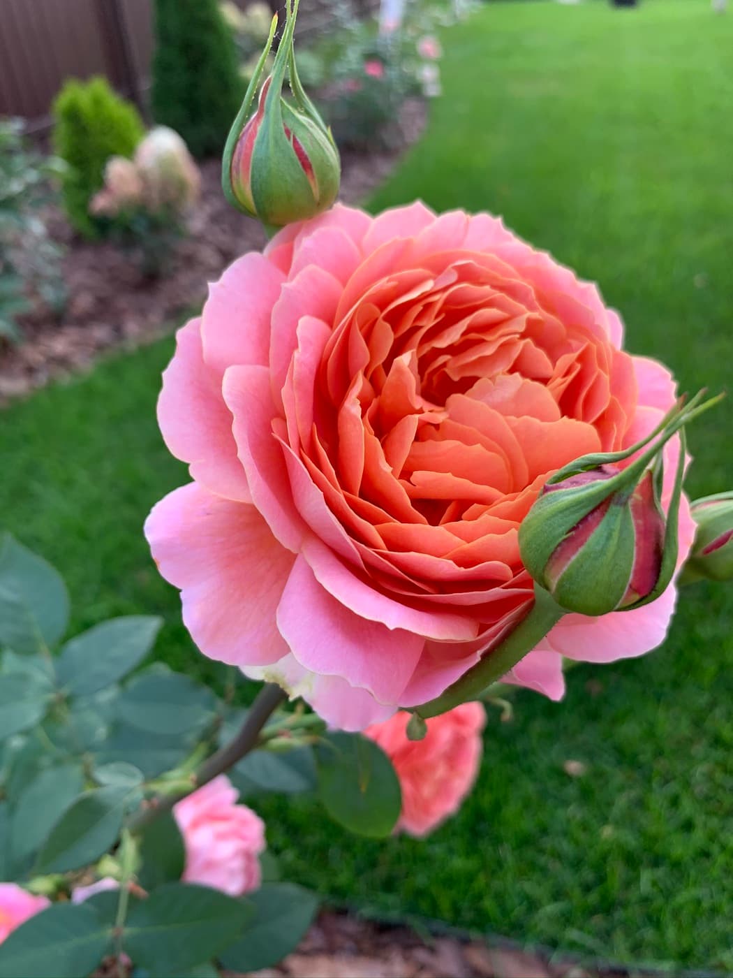 Роза романтик