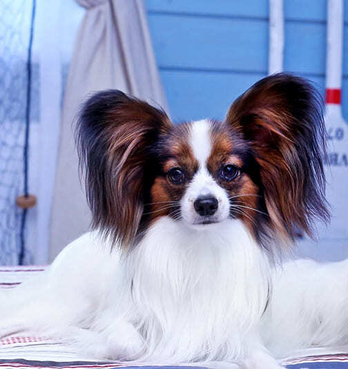 папийон бело-соболиного окраса