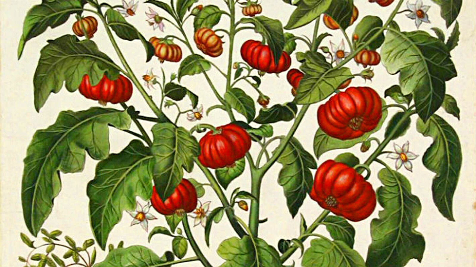 факты о помидорах. помидор под музыку 18 века. клетки мякоти арбуза. томаты под водой. сообщение о помидоре.