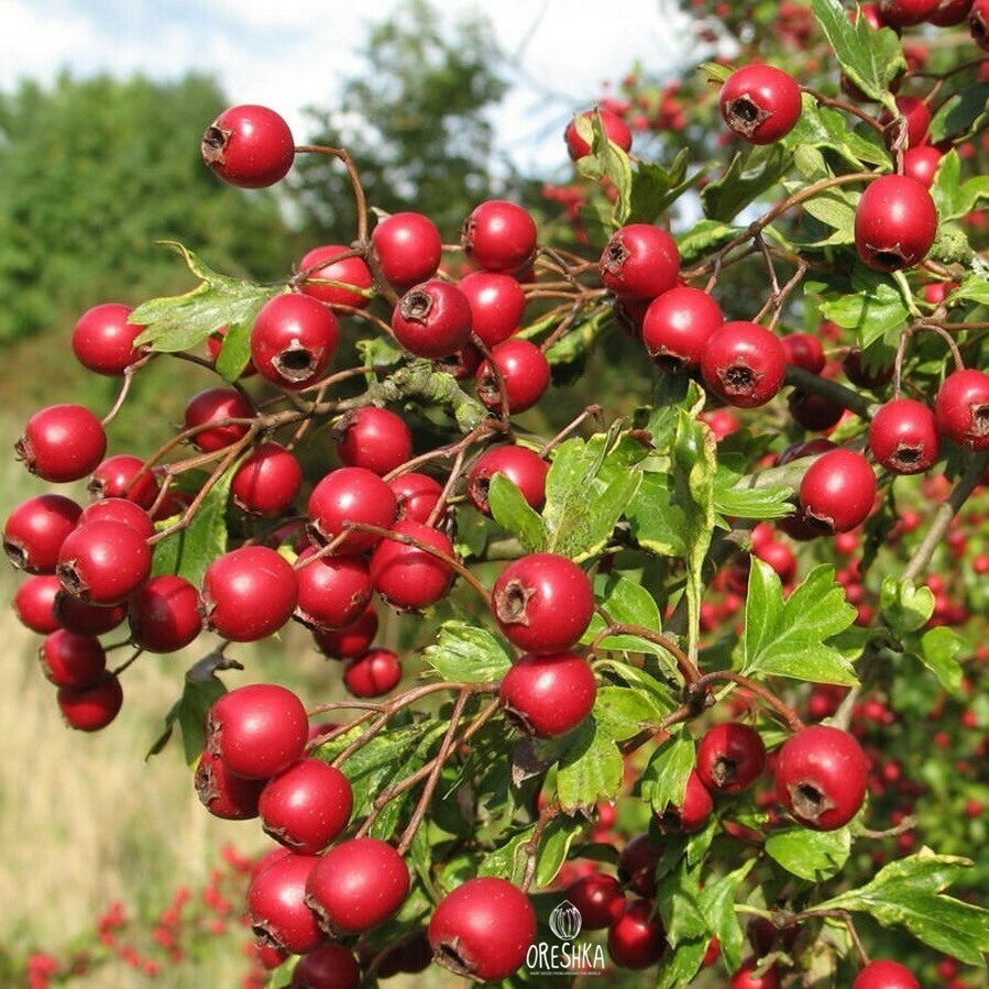 Боярышник (Crataegus)