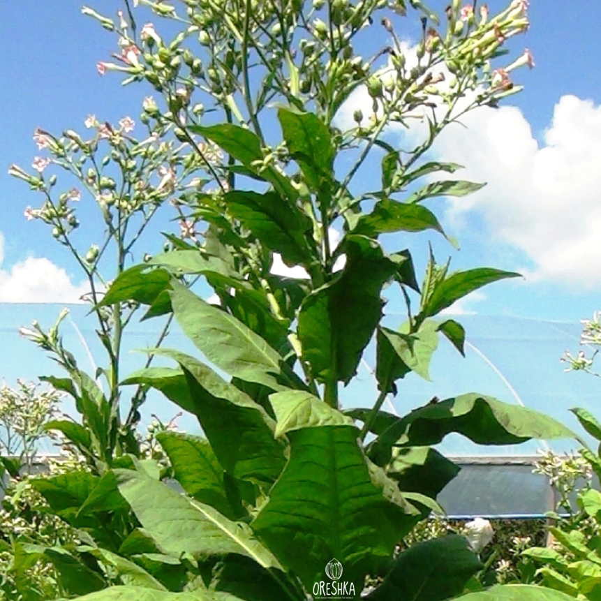Seeds of Tobacco Soviet krupnolist (Nicotiana tabacum) — 300 pcs