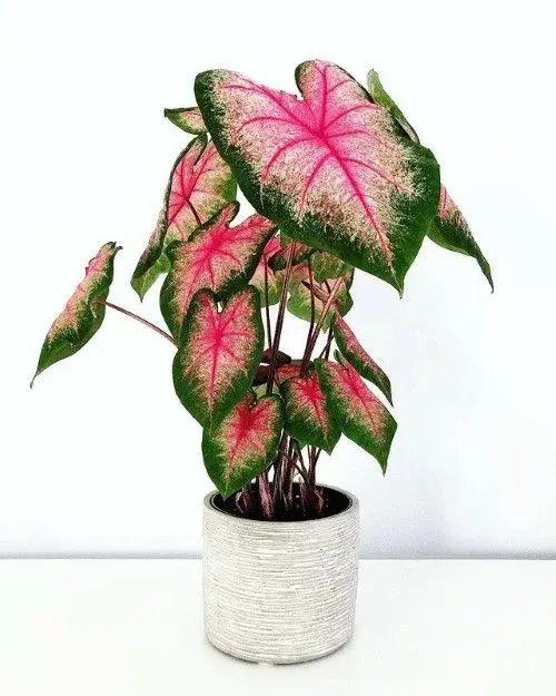 Potted plant on wooden shelf