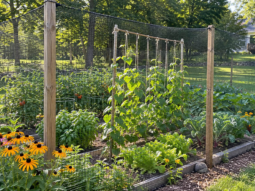 A tall DIY deer fence around a vegetable garden with a string trellis inside