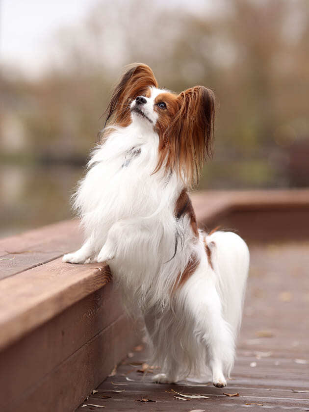 бело-соболиный папийон