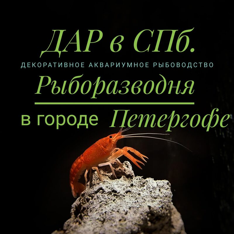 Клиент 1