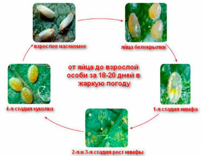 Чем обработать теплицу от белокрылки