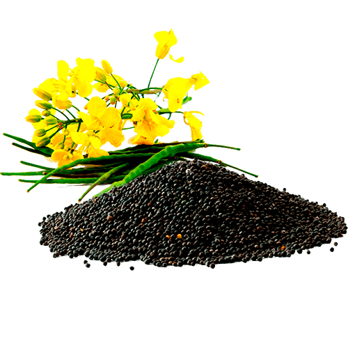 Нормы внесения Гумифулин и Органол для рапса