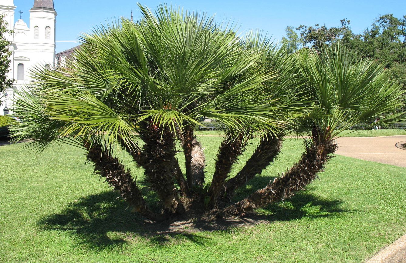 Пальмы уличные фото. Хамеропс приземистый. Хамеропс приземистый -Chamaerops humilis. Пальма Хамеропс-Chamaerops. Веерная Пальма Хамеропс